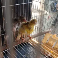 قناری جفت شده و کوتوله جفت رنگهای خاص|پرنده|مشهد, شهید آوینی|دیوار