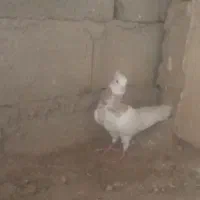 طوقی نر کاکل پا لخت