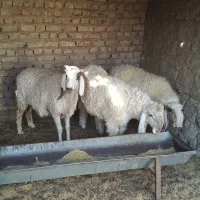 یک بره نر یک بره ماده یک میش|حیوانات مزرعه|کرباسک, |دیوار