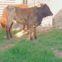 ۳راس گوساله ماده|حیوانات مزرعه|گنبد کاووس, |دیوار