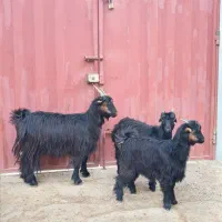 بزشیرازی|حیوانات مزرعه|اراک, |دیوار