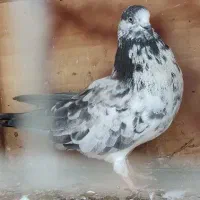 دو جفت کبوتر|پرنده|رشت, جماران|دیوار