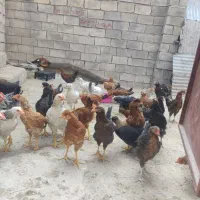مرغ وخروس  ۶ ماهه
