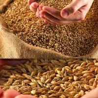 گندم درجه یک