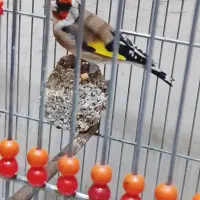 سهره گل قفل مسابقه ای حرفه ای