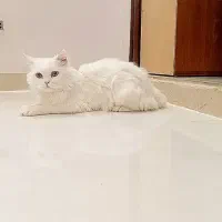 گربه نر زیبا|گربه|قم, پردیسان|دیوار