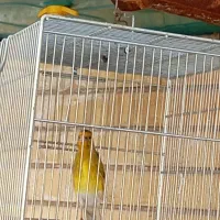 سهره|پرنده|شیراز, کوشک میدان|دیوار