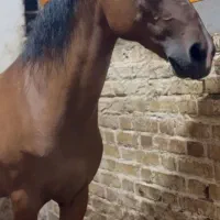 اسب