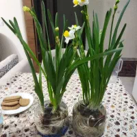 پیاز گل‌ نرگس‌