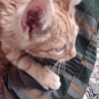 واگذاری دو عدد گربه نر ماده dsh