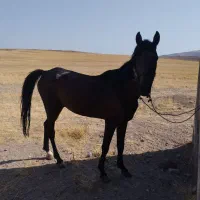 اسب|اسب و تجهیزات اسب‌سواری|میانه, |دیوار