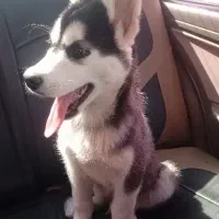 سگ هاسکی|سگ|فولادشهر, C4|دیوار