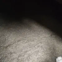 کاه یا سامان گندم|لوازم جانبی حیوانات|چهاردانگه (آذربایجان), |دیوار