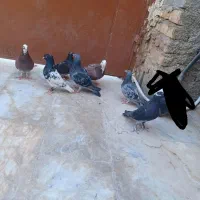 کبوتر|پرنده|سراوان, |دیوار