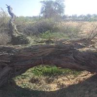 خدمات اره بنزینی و خرید چوب