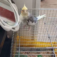 پرنده عروس هلندی فروشی