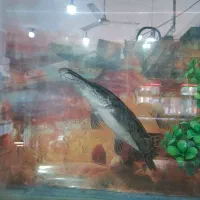 ماهی گار سرسوسماری