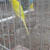 جفت مرغ عشق خوش رنگ  باقفس ولوازم