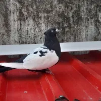 یک جفت کبوتر سینه|پرنده|نوشهر, |دیوار