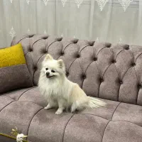 سگ پامر|سگ|فولادشهر, C8|دیوار