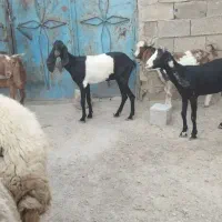بز گوسفند شادگان