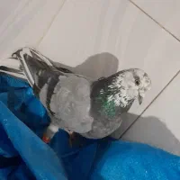 فروش ۴ عدد کبوتر|پرنده|خرمدره, |دیوار