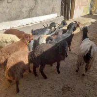 7 راس بز جوان و 7 راس بره|حیوانات مزرعه|دورود, |دیوار