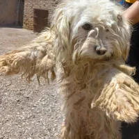 به دلیل جا به جا