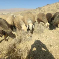 میش داشتی|حیوانات مزرعه|ارژن, |دیوار