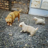 سگ کوچولو قدش 30سانته|سگ|خلیل آباد, |دیوار