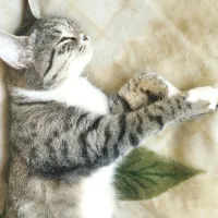 گمشده|گربه|گرگان, |دیوار