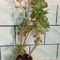 گل وگیاه|گل و گیاه طبیعی|ششده و قره بلاغ, |دیوار