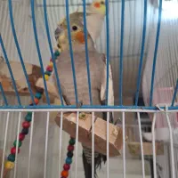 عروس هلندی|پرنده|سرپل ذهاب, |دیوار