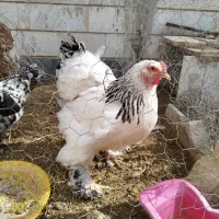 سه تا مرغ برهما با دو تا جوجه خروس فروش فوری