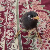 جوجه مینا با قفس