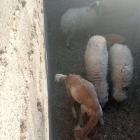 گوسفند|حیوانات مزرعه|بم, |دیوار