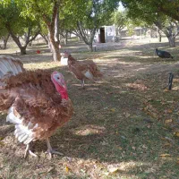 بوقلمون محلی