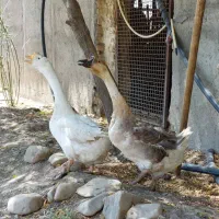 قوغاز|حیوانات مزرعه|طرقبه, |دیوار