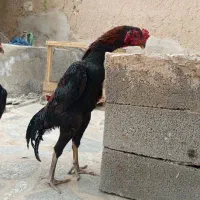 جوجه لاری اوشامو