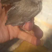 ۲ عدد قناریی