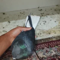 کبوتر