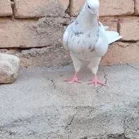 کبوتر طوقی ماده