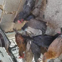 خروس و بارو محلی