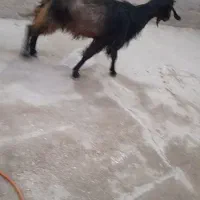 بز کهره دار