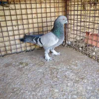 چهارتا بهبهونی دست اولی به شرط|پرنده|شیراز, رکنآباد|دیوار