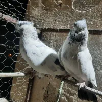 کفتر سو قدیم|پرنده|ری, عباسآباد|دیوار