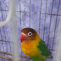 طوطی برزیلی