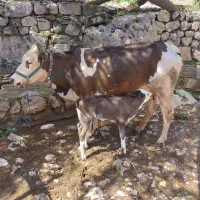 گاو و گوساله سمینتال