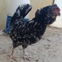 جوجه گلین|حیوانات مزرعه|خورموج, |دیوار