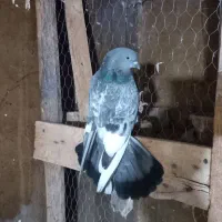 کبوتر بالاگیر|پرنده|کارون, |دیوار